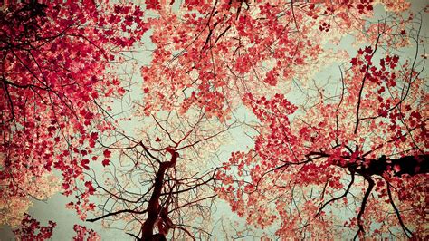 Fondos de pantalla Árboles otoño naturaleza rojo Plantas rama