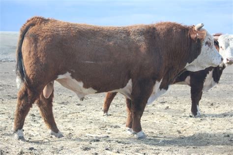 Horned Hereford Bulls Nex Tech Classifieds