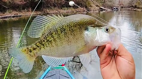 Insane Non Stop Jig Bobber Action In The Creekkayak Creek Crappie