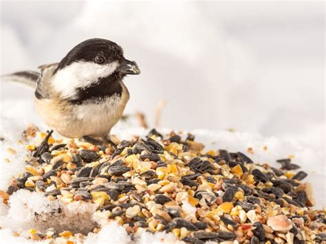 Prevent Plants That Grow From Bird Seed Gardening Know How