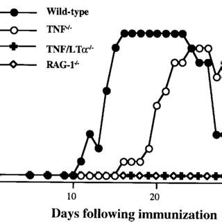 Natural History Of MOG 35 55 Peptide Induced EAE In C57BL 6 Strain