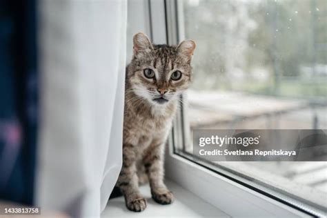 Happy Cat Sad Cat Photos And Premium High Res Pictures Getty Images