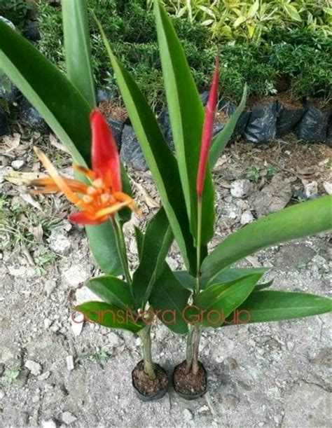 Terbaru Tanaman Heliconia