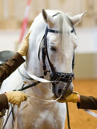 Spanish Riding School Tickets at €17