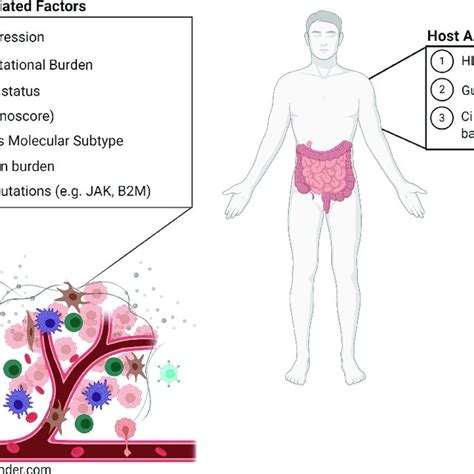 Predictive biomarkers that affect the tumor microenvironment and immune ...