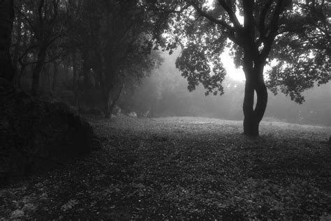 Forest in the twilight 1, photo file, #1622885 - FreeImages.com