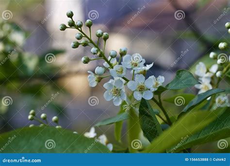 Closeup View Of Newly Blooming Canada Red Cherry Tree Blossoms Stock