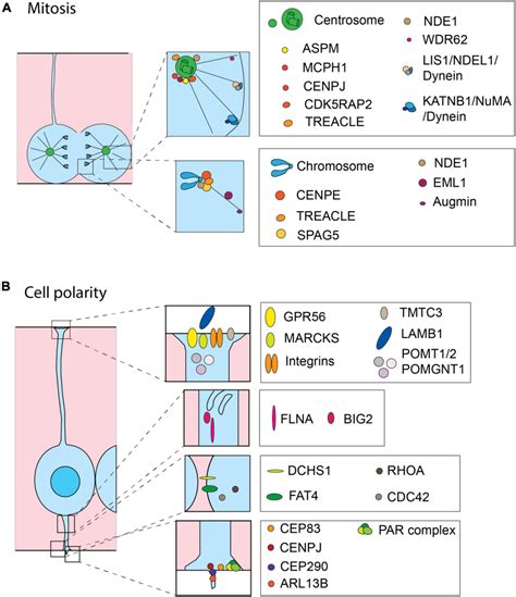 Frontiers Roots Of The Malformations Of Cortical Development In The