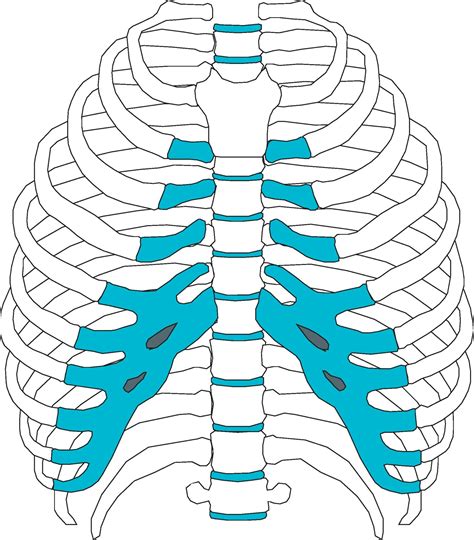 How Chiropractic Can Improve Rib Pain | Greater Life Chiropractic