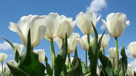 Footage Of Beautiful Colorful White Tulips Flowers Bloom In Spring