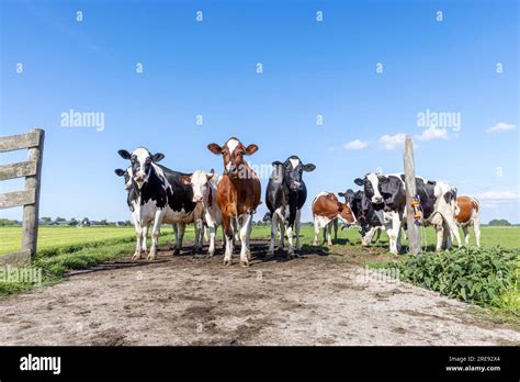 Grupo de vacas primera fila un rebaño negro rojo y blanco grupo