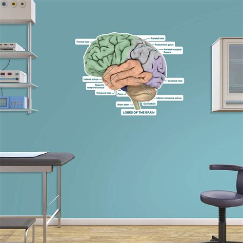 Brain Lobes – Labeled Decal | Shop Fathead Anatomical Images Graphics