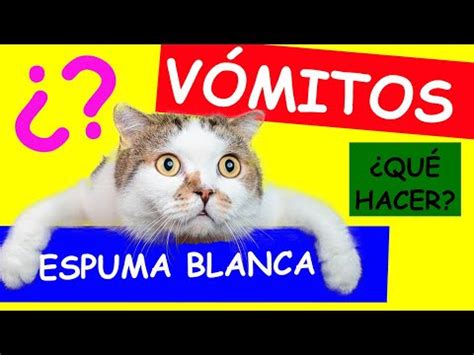 Mi Gato Vomita Espuma Blanca Causas S Ntomas Y Soluciones Mascotas