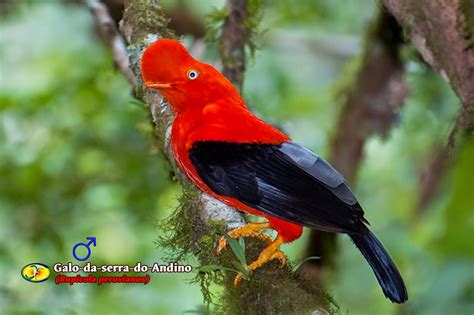 Ornitologia Galo Da Serra Andino Rupicola Peruvianus