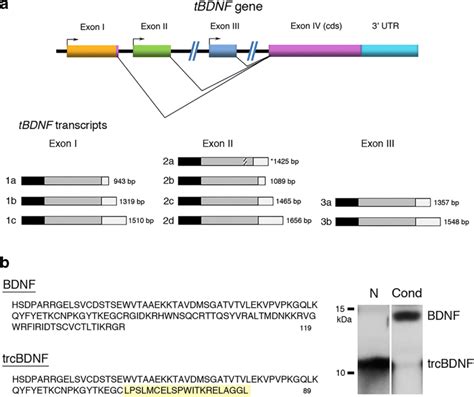 The Full Length Mature Bdnf Protein And Its Truncated Isoform Trcbdnf