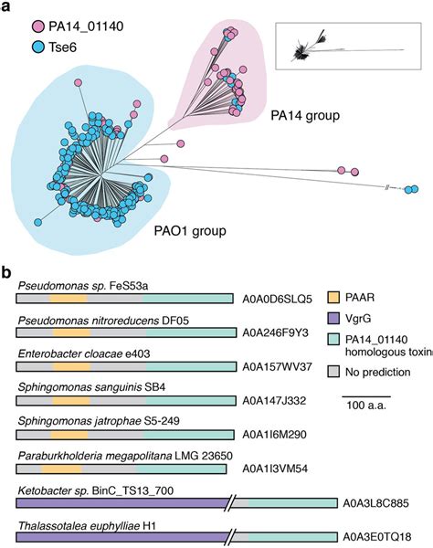 Homologues Of Pa1401140 And Tse6 Are Enriched In P Aeruginosa Pa14