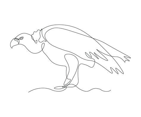 Vulture Line Drawing