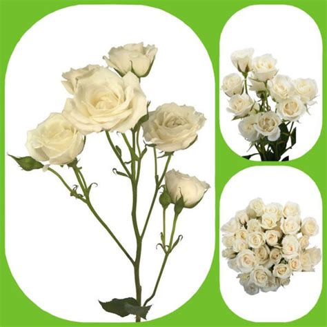 White Majolika Garden Scented Spray Roses Aisha Flowers