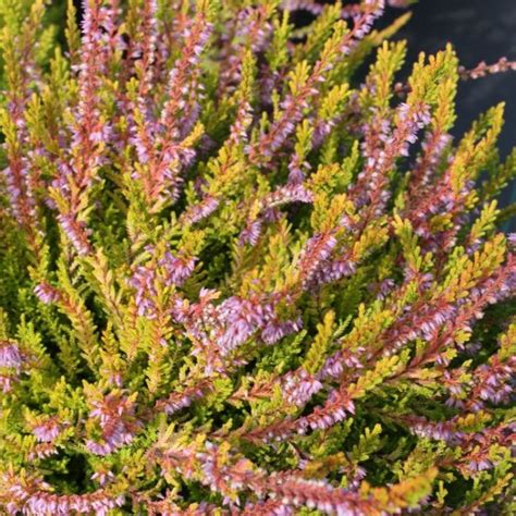 Heather Plant Calluna Julia