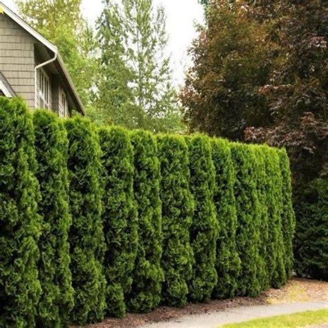 Full Speed A Hedge American Pillar Arborvitae Arborvitae Tree