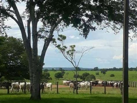 Fazenda 3 Salas Na Fazenda 00 Zona Rural Nova Mutum MT ID