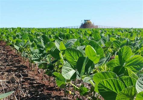 A quién benefician los cultivos transgénicos Biodiversidad en