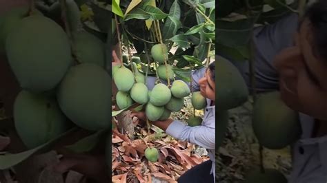 Así és Mí Perú🇵🇪 Bendecido Con Los Ricos Mangos🥭🥭💪🤠 Youtube