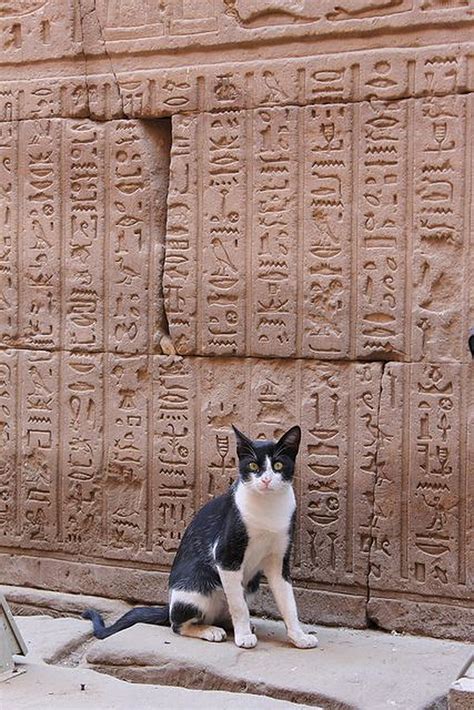 12 Photos Of Cats Exploring Ancient Egypt Egyptian Streets