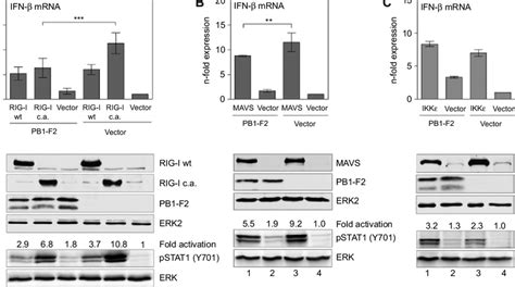 Pb F Inhibits Rig I And Mavs Induced Ifn Mrna Expression A