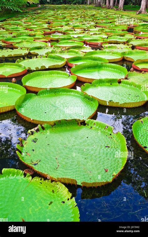 victoria regia water lily Stock Photo - Alamy