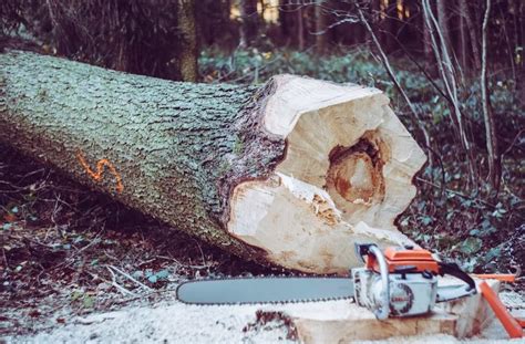 Can I Cut A Neighbours Tree Overhanging My Property