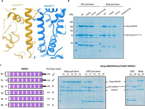 Co Expression And Pulldown Validation Of C Orf Smcr And Smcr Wdr