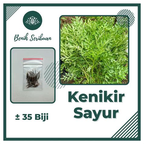 Jual Benih Kenikir Sayur Lalap Super Bibit Sayuran Cosmos Bunga Ungu