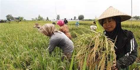 Generasi Milenial Diharapkan Dorong Modernisasi Pertanian Merdeka