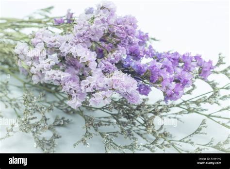 Beautiful Statice Flower Bouquet On White Background Stock Photo Stock