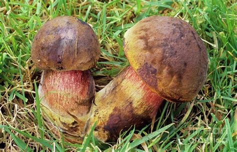 Conjoined Fungi By John Wright Science Photo Library