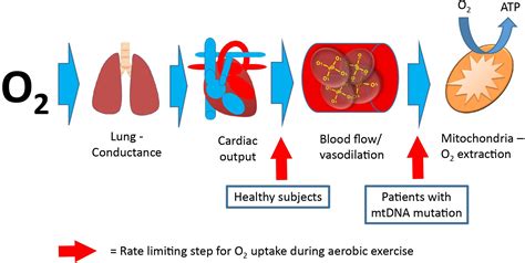 Frontiers Aerobic Exercise Training In Patients With MtDNA Related