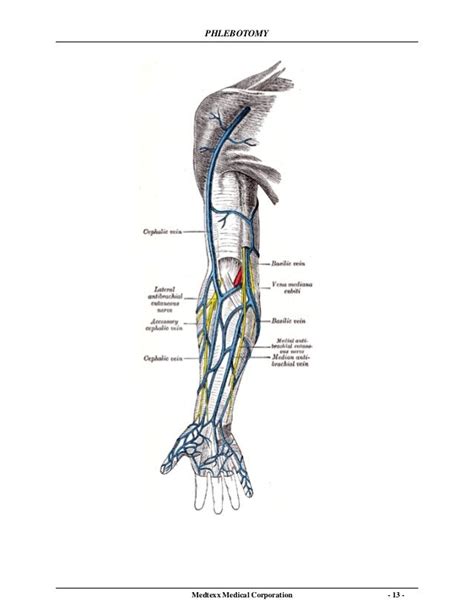 Phlebotomy manual | Phlebotomy, Phlebotomy study, Cardiac nursing