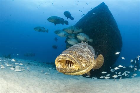 Dive The Goliath Grouper Hotspots