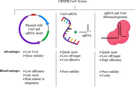 Various Forms Of Crisprcas9 Including Plasmid Mrna And Rnps That Download Scientific Diagram