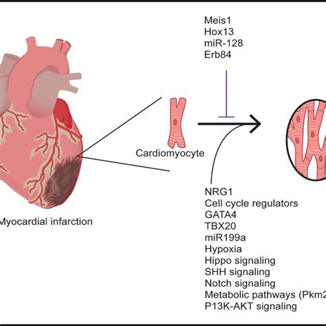 Factors And Pathways Promote Cardiomyocyte Proliferation In The Adult