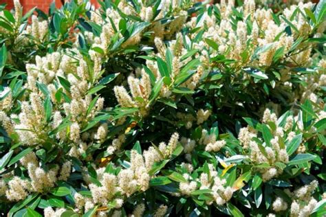 17 Amazing Evergreen Shrubs For Brilliant Color Year Round Shade