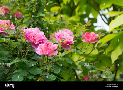 Rosa Hyde Hall Ausbosky Pink English Shrub Rose David Austin Roses