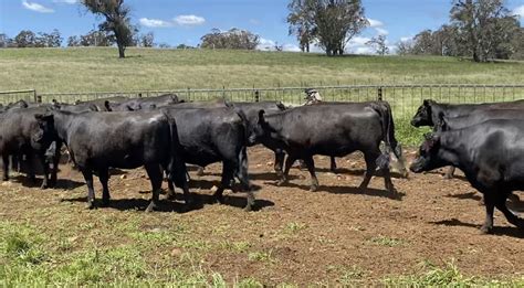 The Herd Online 134 Ptic Eu Angus Heifers For Sale