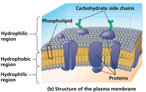 Biology Week Unit Cell Structure And Function Unit Cell