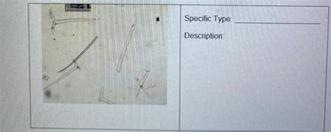 Solved Identification and Description Specific Type: | Chegg.com