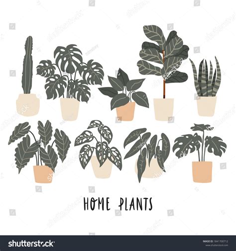 Big Set Different Home Plants Bohemian Stock Vector Royalty Free