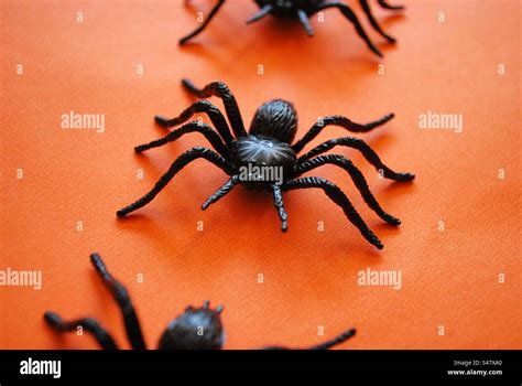 Black And Orange Spider Hi Res Stock Photography And Images Alamy