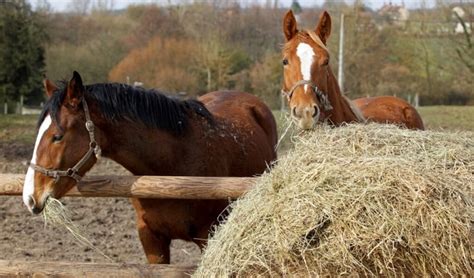 Wisselen Van Voer 3 Aandachtspunten Het Onafhankelijke Paarden Sport