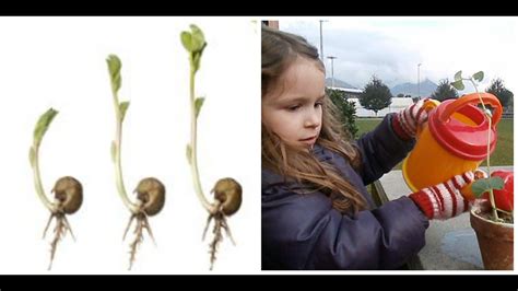 How To Grow A Bean Plant Science For Kids Youtube